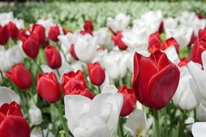 Red and White Tulips photo