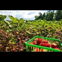 Strawberry Picking Field photo