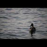 Duck Swimming in Pond photo