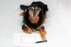 Cute dog with drawing on paper photo