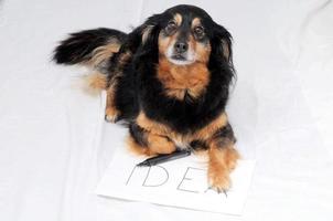 Cute dog with drawing on paper photo