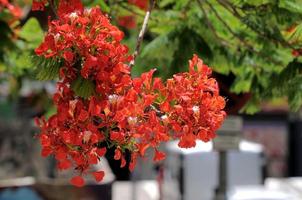 Red flowers close-up photo