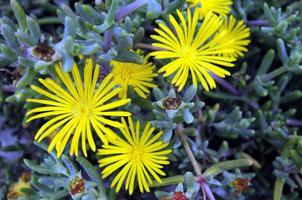 Yellow flowers close-up photo