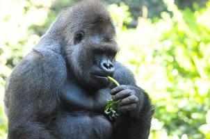 Gorilla on the zoo photo