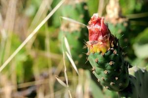 primer plano de cactus en flor foto