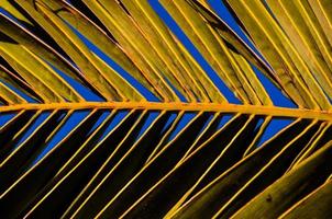 Pal leaf texture close-up photo