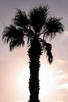 Beautiful view with palm tree photo
