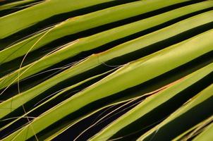 Pal leaf texture close-up photo