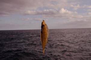 Fish on hook photo