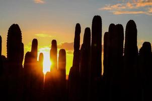 vista cercana de cactus foto