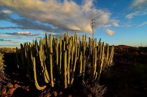 Cactus close-up view photo