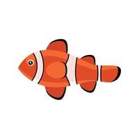 exotic clown fish vector