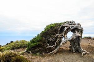 Old tree by the cliff photo