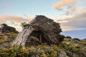 árbol muerto sobre el acantilado foto