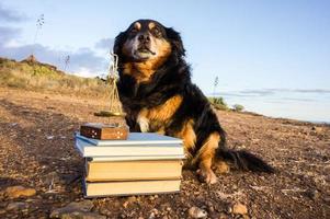 lindo perro con libros foto