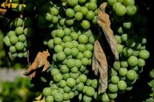 Green grapes close-up photo