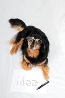 Cute dog with drawing on paper photo