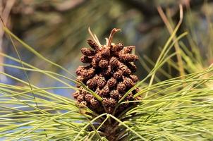 Pine Cone Close-up photo