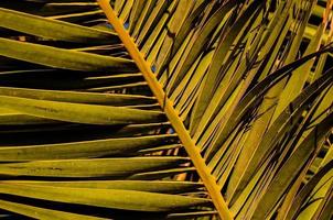 primer plano de textura de hoja pal foto