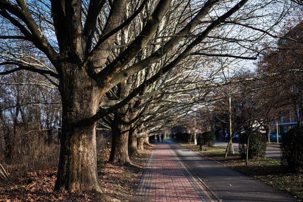 Pathway in a park with trees.