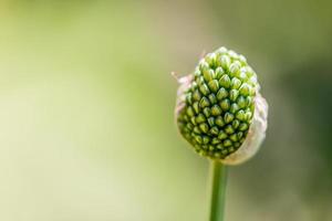 pequeña planta sobre fondo de naturaleza borrosa. concepto de ecología. semillas de plantas verdes, flores florales o semillas de ingredientes alimentarios foto