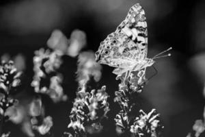 mariposa en la hierba en un prado por la noche a la luz de la luna brillante sobre la naturaleza en proceso en blanco y negro, macro. imagen artística monocromática de la naturaleza, espacio de copia. naturaleza abstracta foto