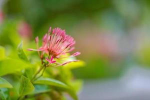 Beautiful red pink spike flower. King Ixora blooming Ixora chinensis. Rubiaceae flower.Ixora flower. Ixora coccinea flower in the garden. Tropical garden or park, closeup blooming flowers, petals photo