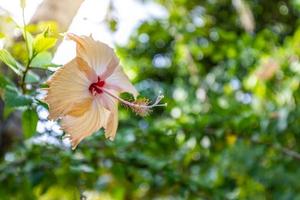 Idyllic romantic nature. Beautiful hibiscus flower on a green background. In the tropical garden with blurred nature background photo