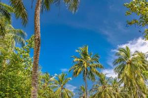 Palm trees against blue sky, palm trees at tropical coast, stylized, coconut tree, summer tree. Boost up colors process. Beautiful tropical nature banner template photo