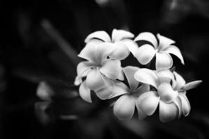 flor de frangipani suave o flor de plumeria. ramo en rama de árbol en la mañana sobre fondo oscuro borroso. proceso artístico en blanco y negro, hermosa plantilla de naturaleza. naturaleza abstracta, flores exóticas foto