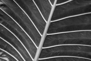 Artistic black and white concept of palm leaves with rain drops and soft sunset sunlight, bright dramatic nature with copy space. Black and white palm leaves photo