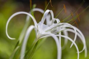 Artistic lily flowers on a blurred green background. Bright abstract floral background, exotic nature, tropical flower photo