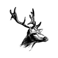 cabeza de venado. dibujo de tinta gráfica para impresión, estilo hipster vintage. símbolo de nobleza. ilustración vectorial vector