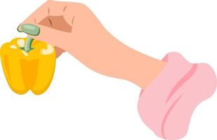 Beautiful female hand holding yellow bell pepper in fingers isolated on white background vector