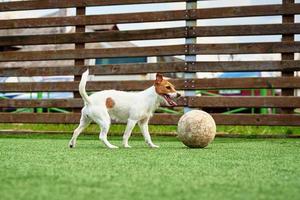 perro juega al fútbol en el campo foto