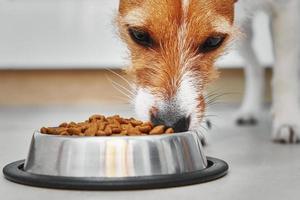 Dog eating dry feed grom food bowl photo