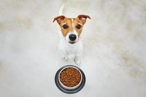 Dog looking at camera near bowl with feed photo
