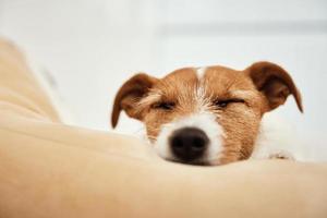 perro duerme en su cama foto