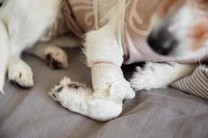 perro con una venda en la pata. cuidado de mascotas foto