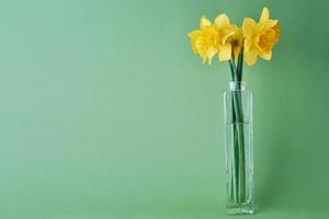 Narcissus flowers in vase on green background photo
