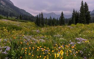 Scenic wild flower meadow at Gothic natural area near Crested Butte in Colorado. photo