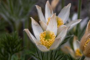 Close up view of white Pasque flowers grows in early spring time. photo