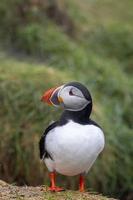 Close up shot of cute Atlantic puffin bird in iceland northern shores.