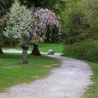 árbol único con dos flores de primavera diferentes junto al sendero para caminar foto