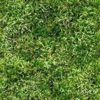 High resolution seamless texture of a forest ground with moss and nuts. photo