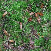 High resolution seamless texture of a forest ground with moss and nuts. photo