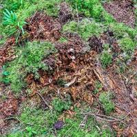 High resolution seamless texture of a forest ground with moss and nuts. photo