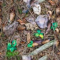 High resolution seamless texture of a forest ground with moss and nuts. photo