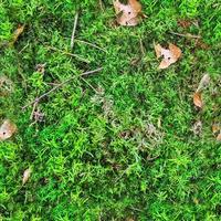 High resolution seamless texture of a forest ground with moss and nuts. photo