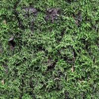 High resolution seamless texture of a forest ground with moss and nuts. photo